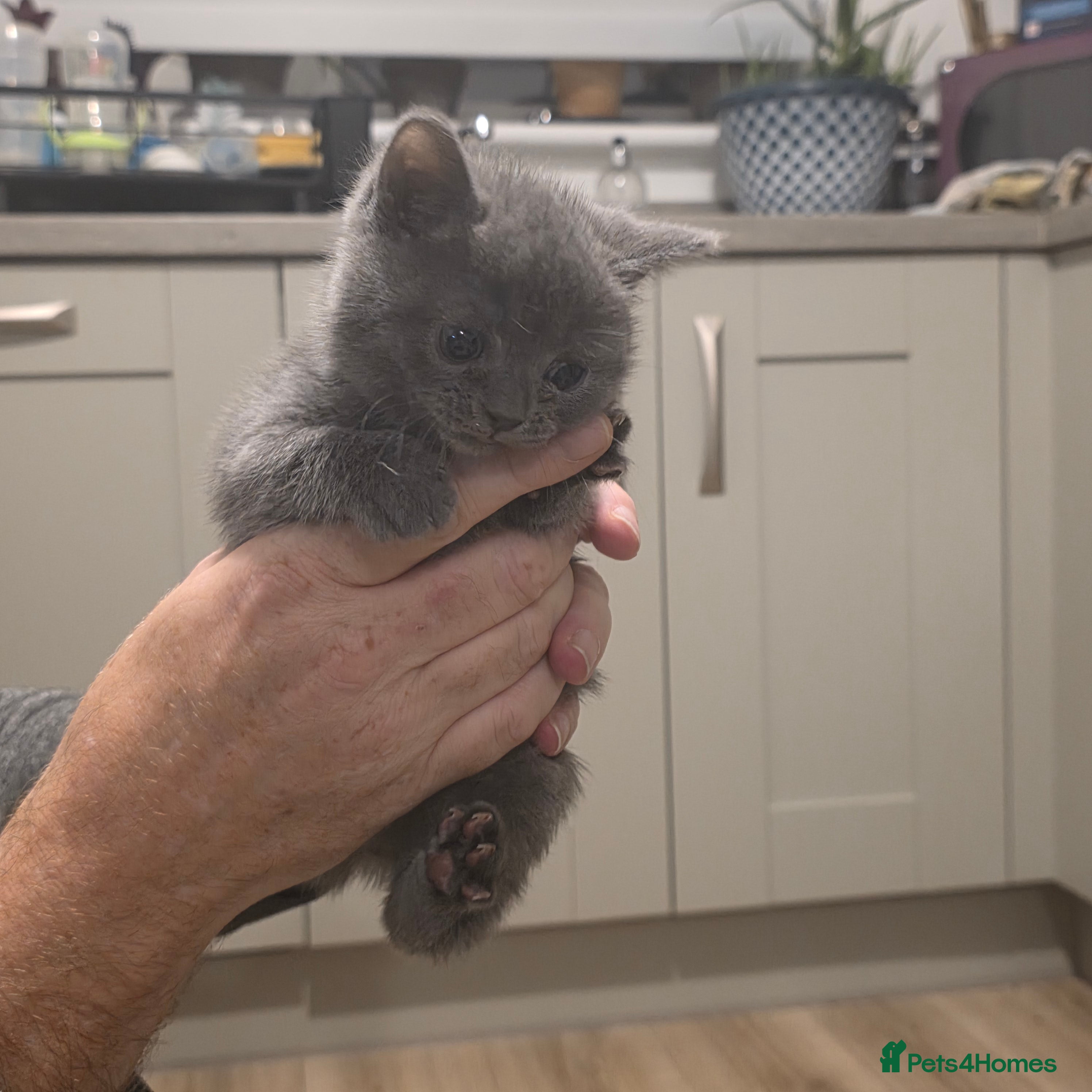 Russian Blue cats for sale: Russian blue mixed  - Advert 6