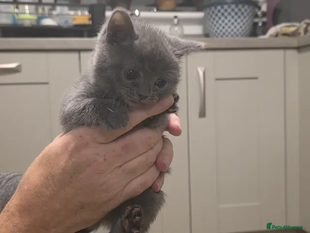 Russian Blue cats for sale: Russian blue mixed - Advert 6
