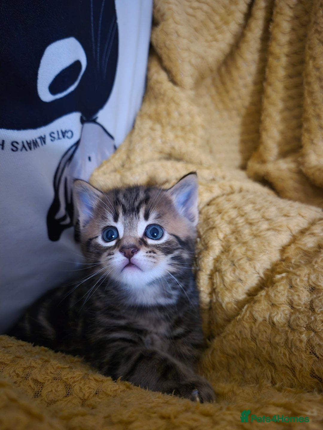 Maine Coon cats for sale: Maine coon x for sale - Advert 1