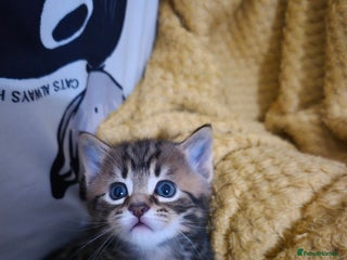 Maine Coon cats Maine coon x for sale - Advert 7