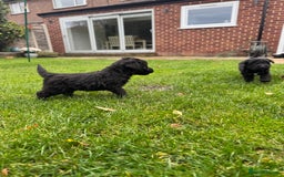 Bedlington Terrier dogs for sale: Stunning Bedlington Terrier puppies  - Image 13