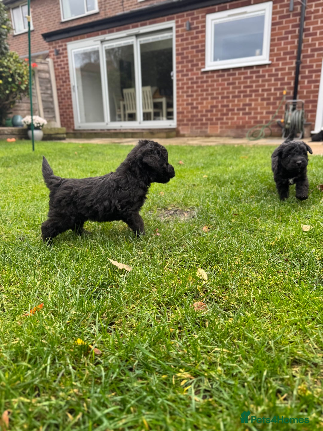 Bedlington Terrier dogs for sale: Stunning Bedlington Terrier puppies  - Image 13