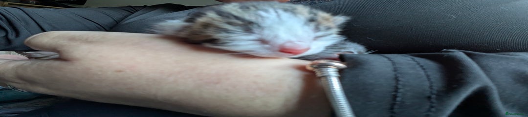 Mixed Breed Kitten 1