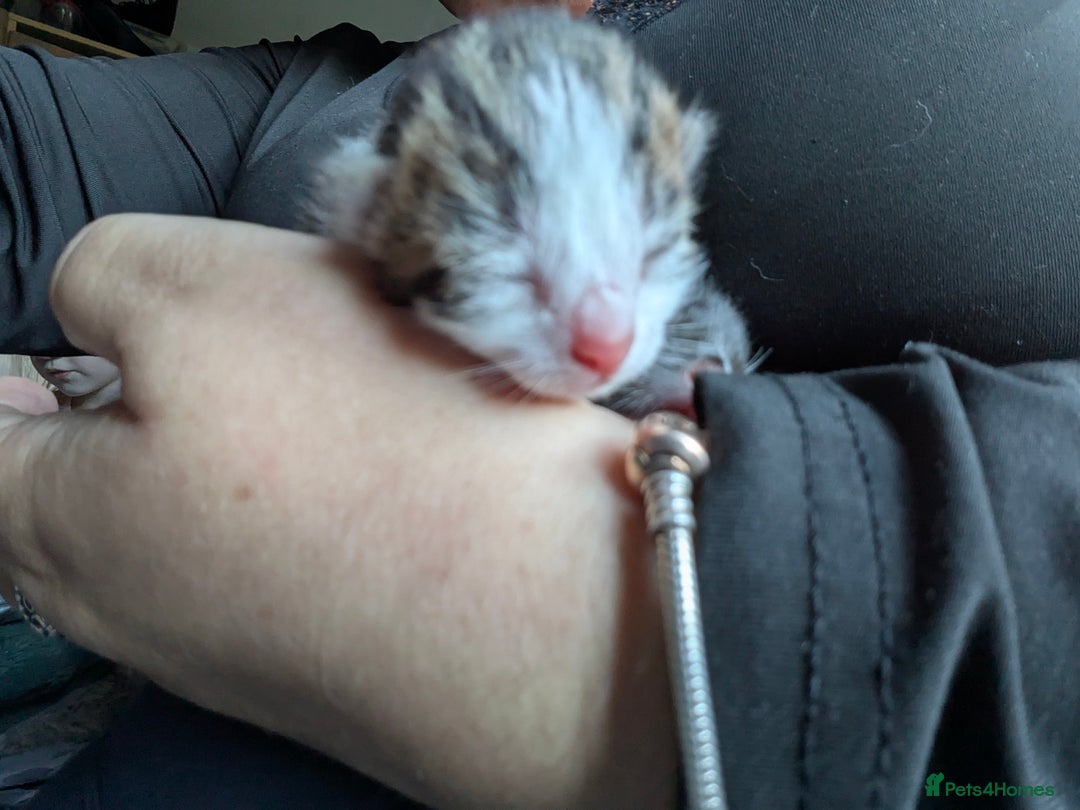 Mixed Breed cats for sale: 4 stunning kittens  - Image 14