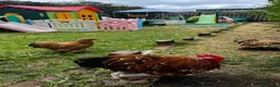 Chickens poultry for sale: Pekin bantam Cockerel only  in Stanley - Advert 2