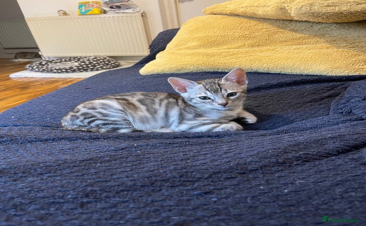 Bengal cats - Advert 3