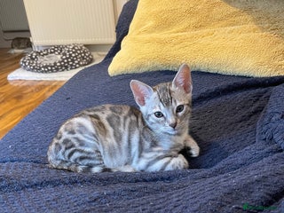 Bengal cats - Advert 30