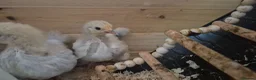Chickens poultry for sale: 4 week old mixed Bantams  - Advert 16
