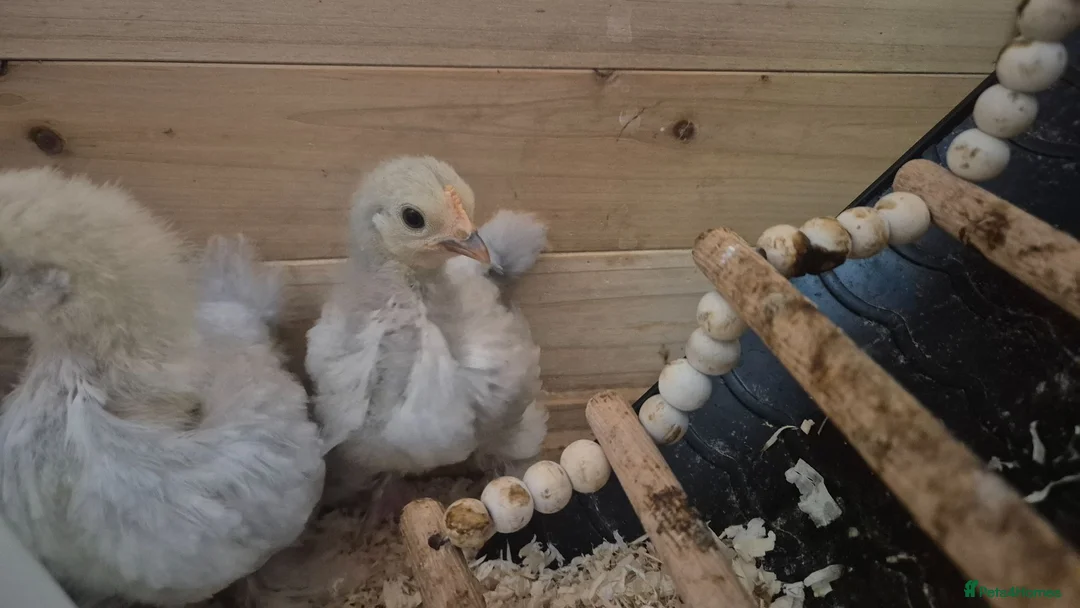 Chickens poultry for sale: 4 week old mixed Bantams  - Advert 16