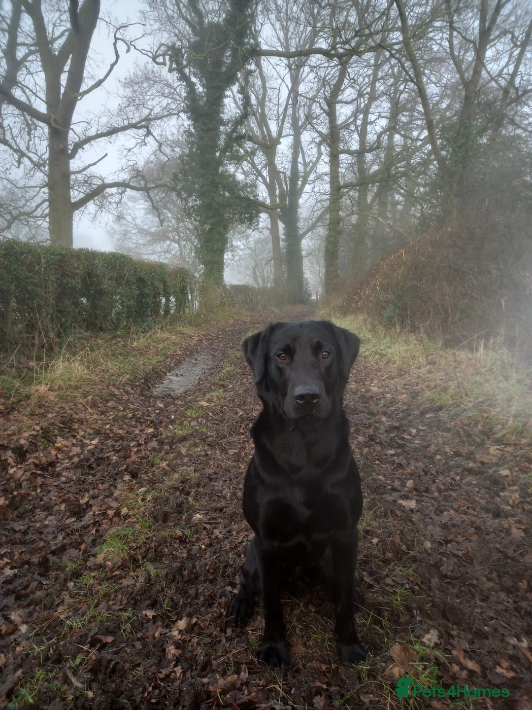 Labrador Retriever dogs for stud: Working Black Labrador Stud - Advert 11