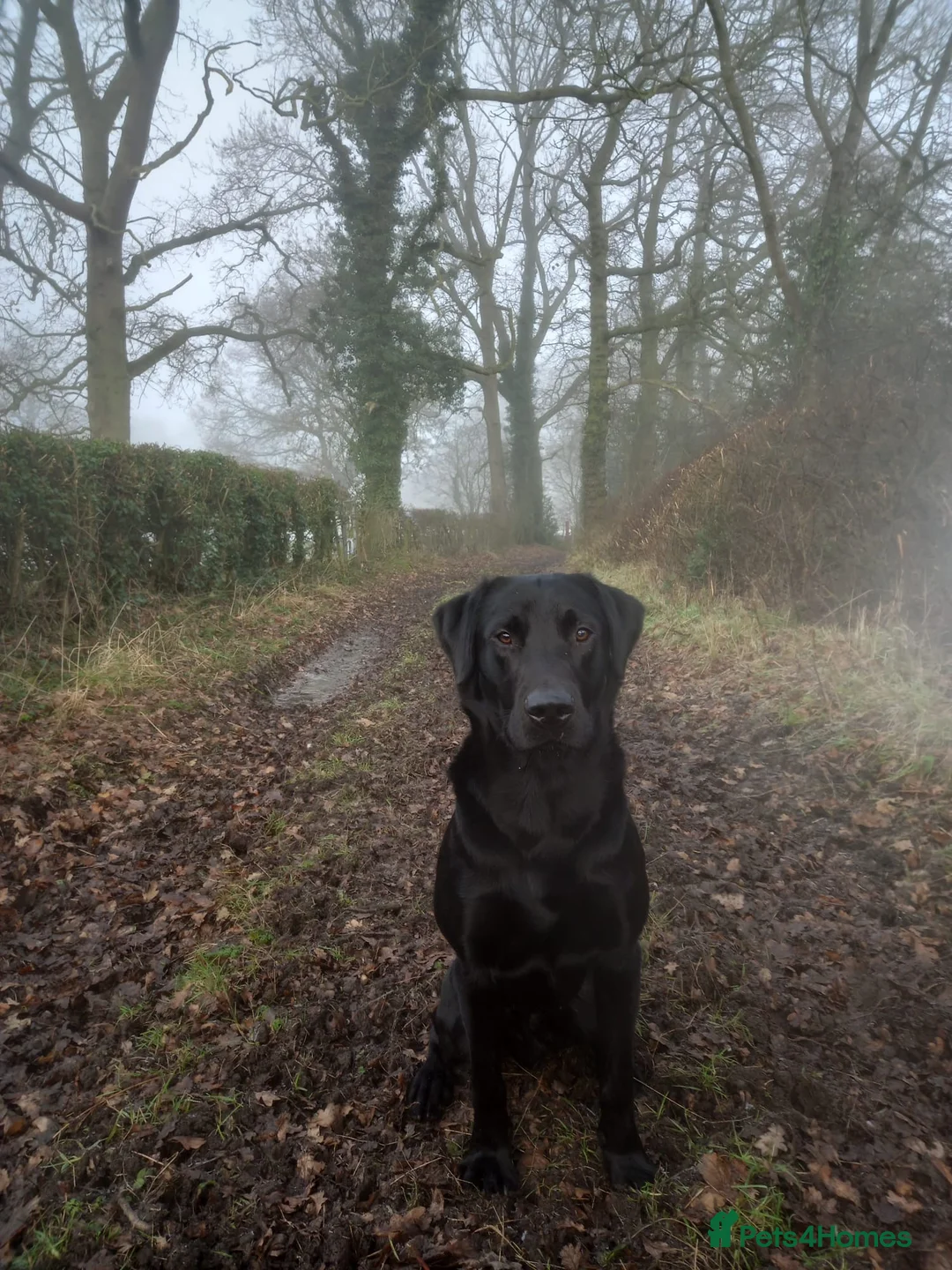 Labrador Retriever dogs for stud: Working Black Labrador Stud - Advert 11