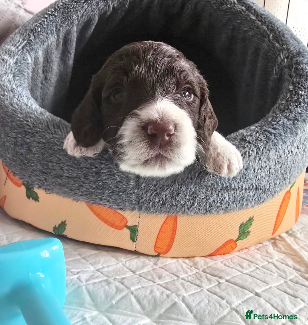 Sproodle dogs Springer Spaniel Miniature Poodle Sproodle Puppies - Advert 4