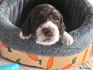 Sproodle dogs Springer Spaniel Miniature Poodle Sproodle Puppies - Advert 4