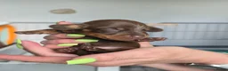 Miniature Dachshund dogs for sale: 7 beautiful little Dachshund  - Advert 37