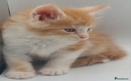 Maine Coon cats for sale: Full pedigree Maine coon  - Image 9