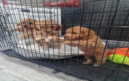 Cockapoo dogs for sale: F2 Cockapoos  - Image 4