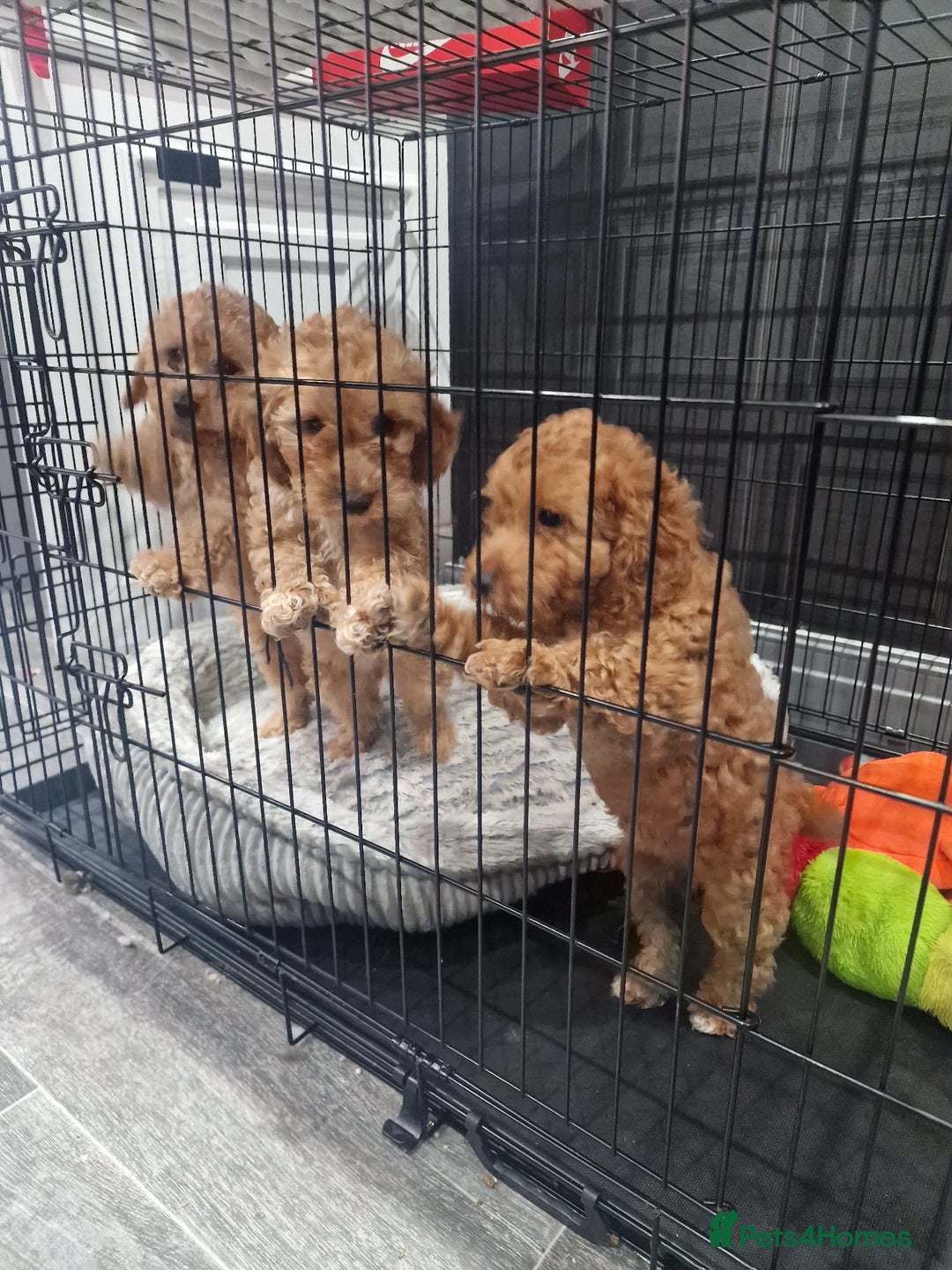 Cockapoo dogs for sale: F2 Cockapoos  - Image 4