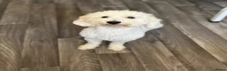 Toy Poodle dogs for sale: 💕 GORGEOUS TOY POODLE x ASIAN POODLE PUPPIES  💕 - Advert 9