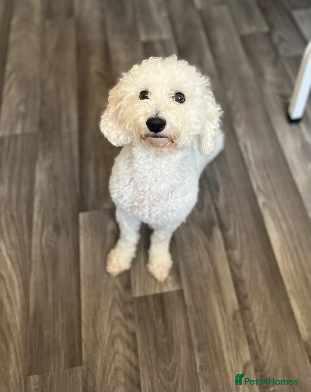 Toy Poodle dogs for sale: 💕 GORGEOUS TOY POODLE x ASIAN POODLE PUPPIES  💕 - Advert 9