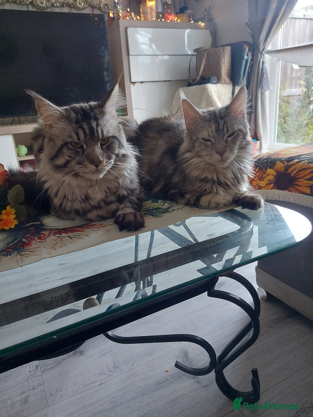 Maine Coon cats for sale: XXL Maine-coon beautiful silver boy. - Image 7