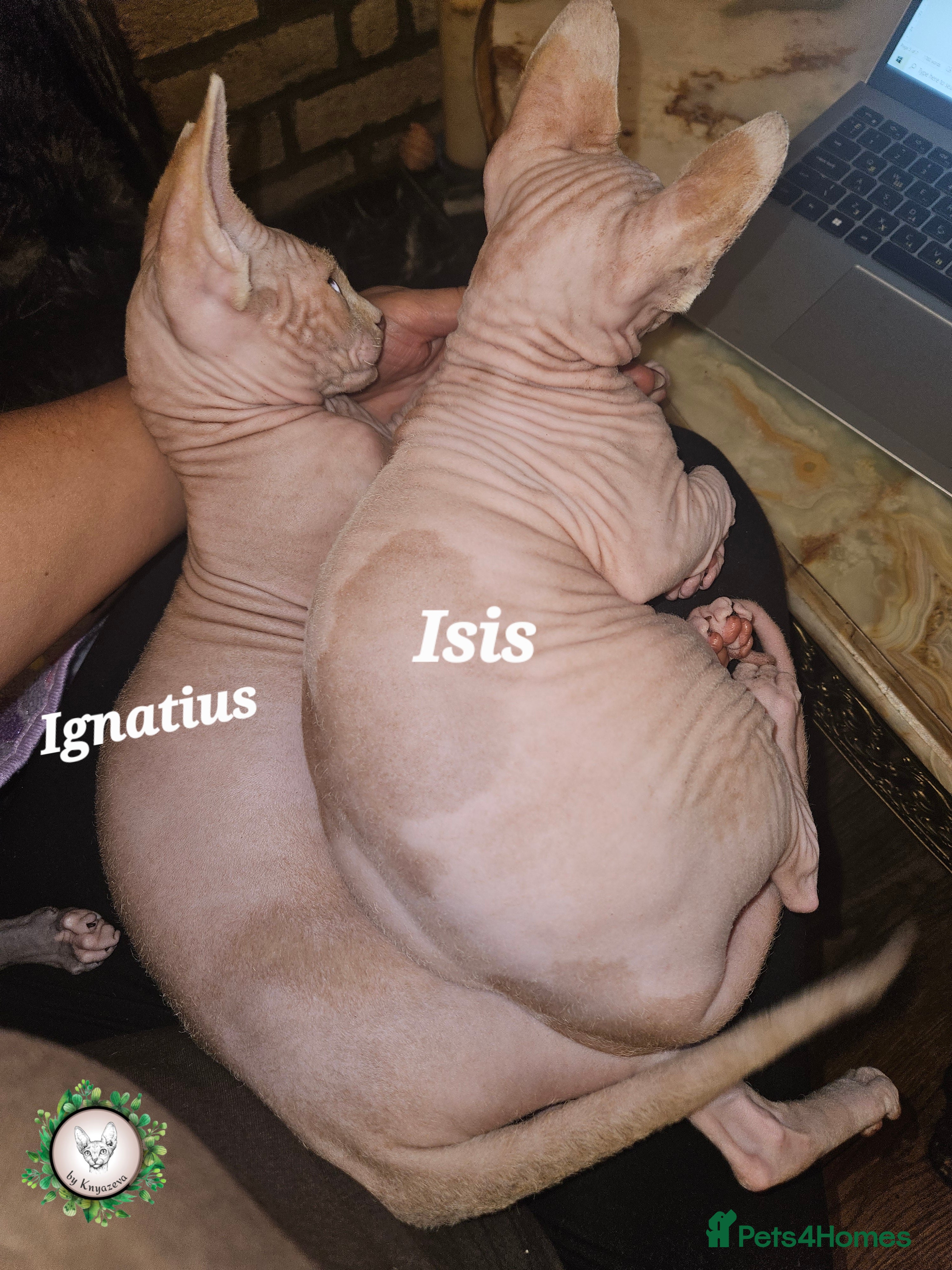 Sphynx cats Adorable Canadian Sphynx – Champion line - Advert 8