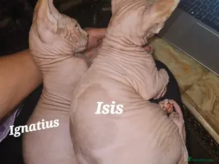 Sphynx cats Adorable Canadian Sphynx – Champion line - Advert 8