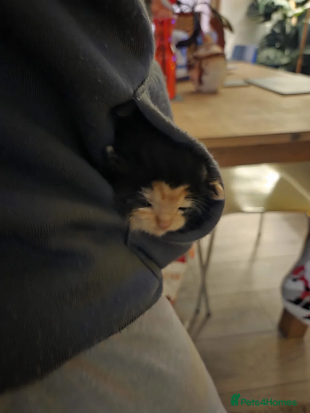 Domestic Shorthair cats for sale: 1 year old domestic short hair, Axey in Hull - Advert 2