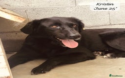 Mixed Breed dogs for adoption: Kristen, 1 yr approx. Available for adoption. in Brixham - Image 9