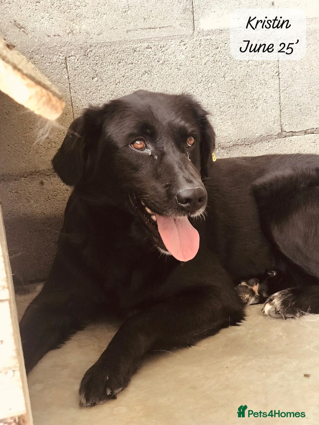 Mixed Breed dogs for adoption: Kristen, 1 yr approx. Available for adoption. in Brixham - Image 9
