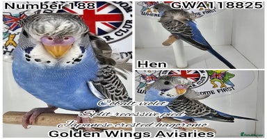 Budgerigars birds - Advert 12