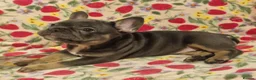 French Bulldog dogs for sale:  Open to offers Beautiful French Bulldog  - Advert 8