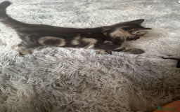 Domestic Shorthair cats for sale: Adorable Tabby Kittens Looking for Loving Homes  - Image 4