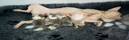 Mixed Breed dogs for sale: English Bulldog X French Bulldog Hybrids in Bognor Regis - Advert 13