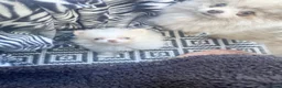 Pomeranian dogs for sale: Tiny white boy  - Advert 5