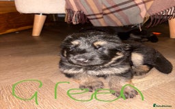 German Shepherd dogs for sale: 🐾 Beautiful German Shepherds 🐾 - Image 5