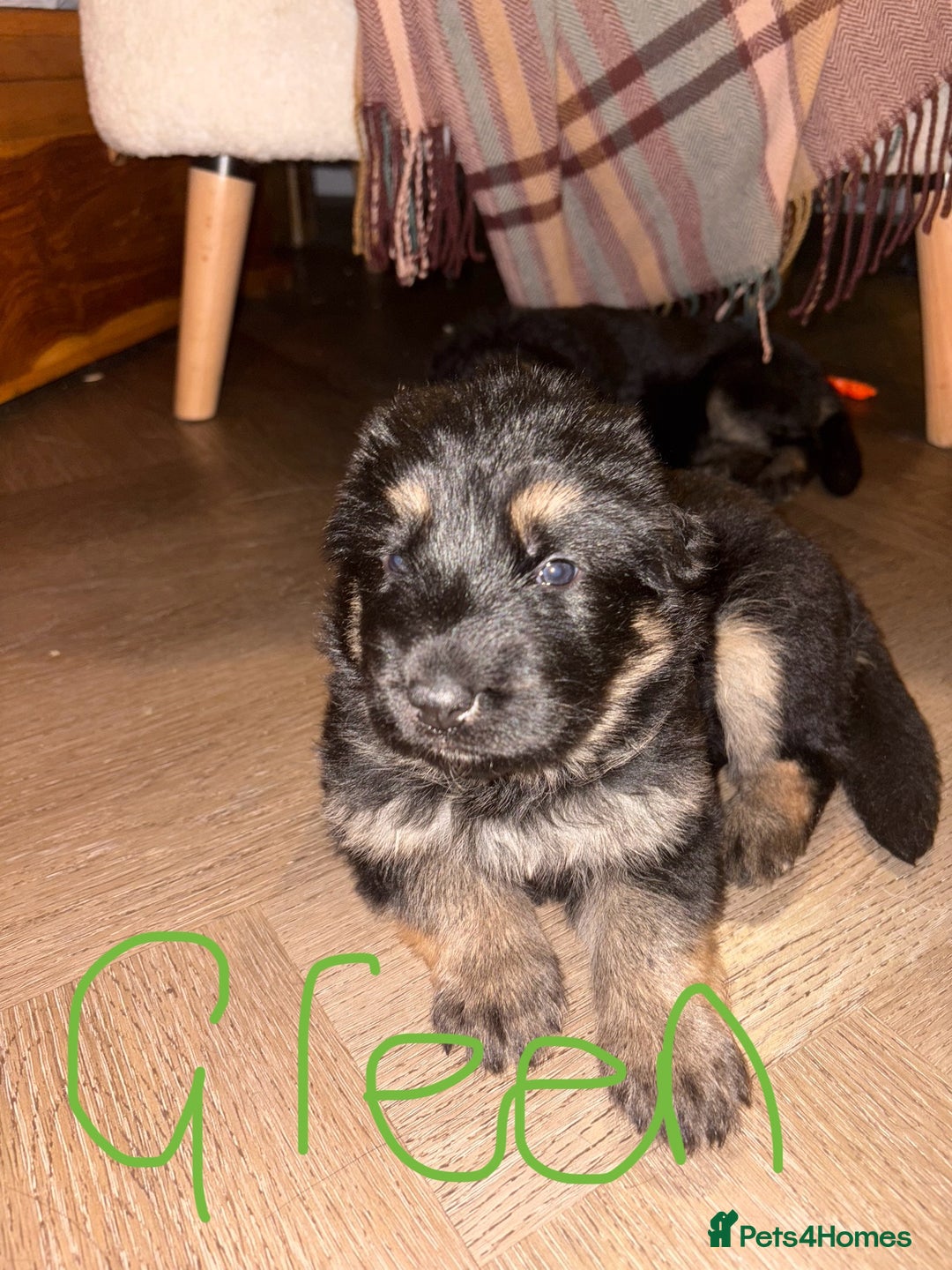 German Shepherd dogs for sale: 🐾 Beautiful German Shepherds 🐾 - Image 5