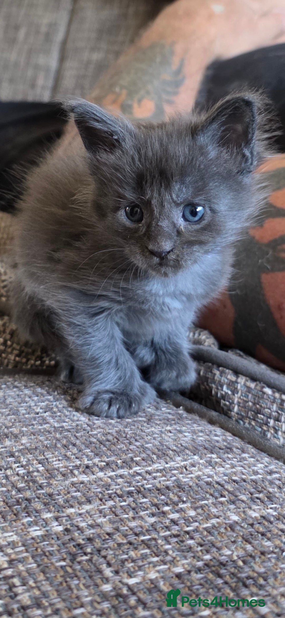 Maine Coon cats for sale: Maine coon pedigree kittens  - Image 18