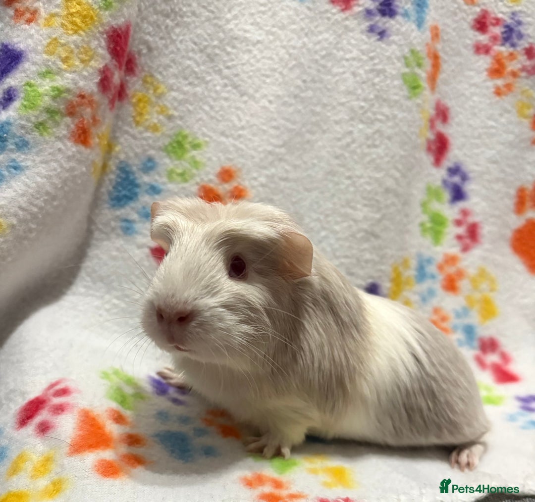 Guinea Pig rodents for sale: Guinea pigs for sale  - Image 12