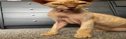 Devon Rex cats for sale: Devon Rex cross sphynx adult male - Advert 3