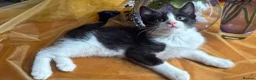 Mixed Breed cats for sale: Maine Coon Mixed Kittens Tabby & Tuxedo Richmond - Advert 13