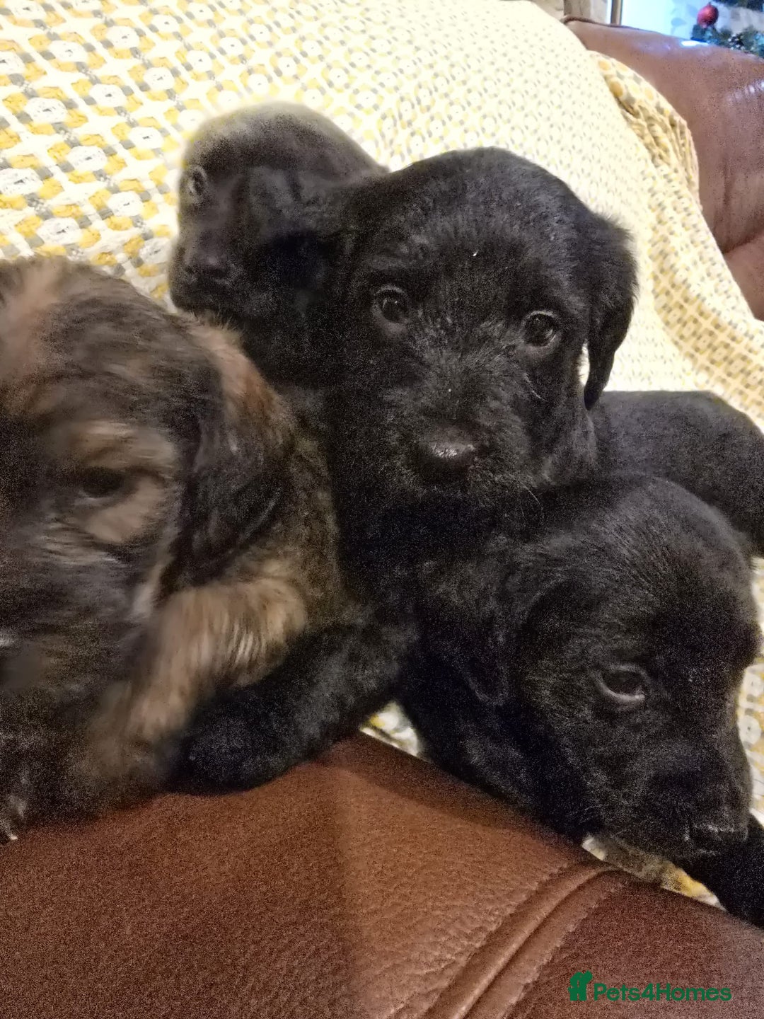 Sproodle dogs for sale: Springer spaniel x miniature poodle  - Advert 5