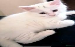 Turkish Angora cats for sale: Beautiful Fluffy Turkish angora  - girl - Image 2