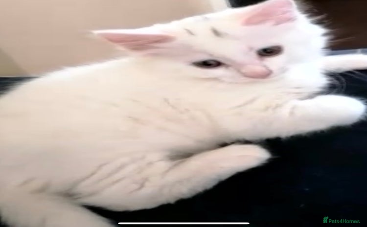 Turkish Angora cats - Advert 1