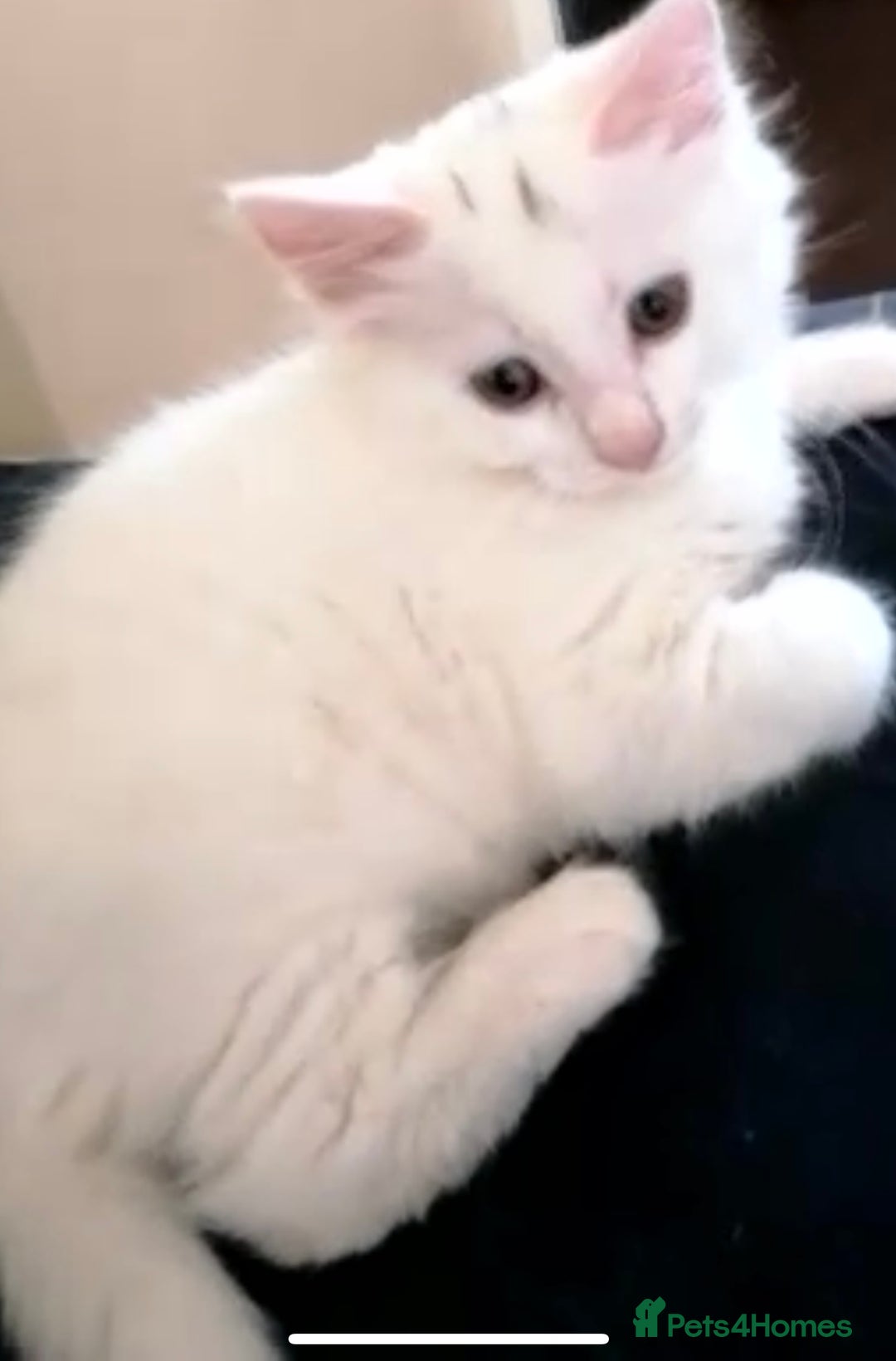 Turkish Angora cats for sale: Beautiful Fluffy Turkish angora  - girl - Image 2