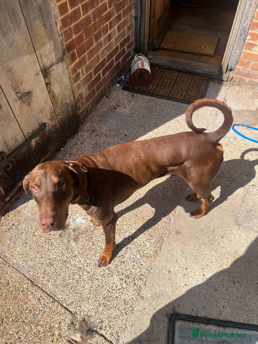 Dobermann dogs for stud: Doberman Stud – Brown (Red) Male – Kent in Canterbury - Advert 1