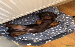 Dachshund dogs for stud: Standard smooth coat chocolate and tan dachshund - Image 7
