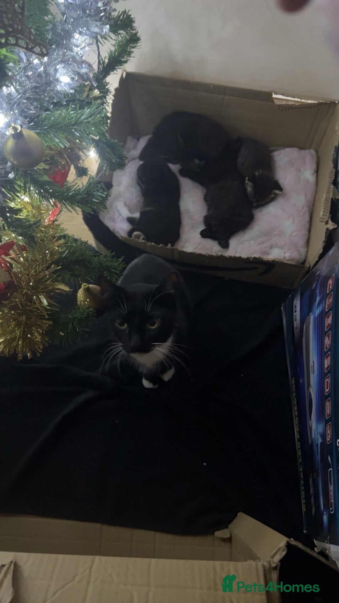 Mixed Breed cats for sale: 3 kittens for sale(1male/2female) - Advert 4