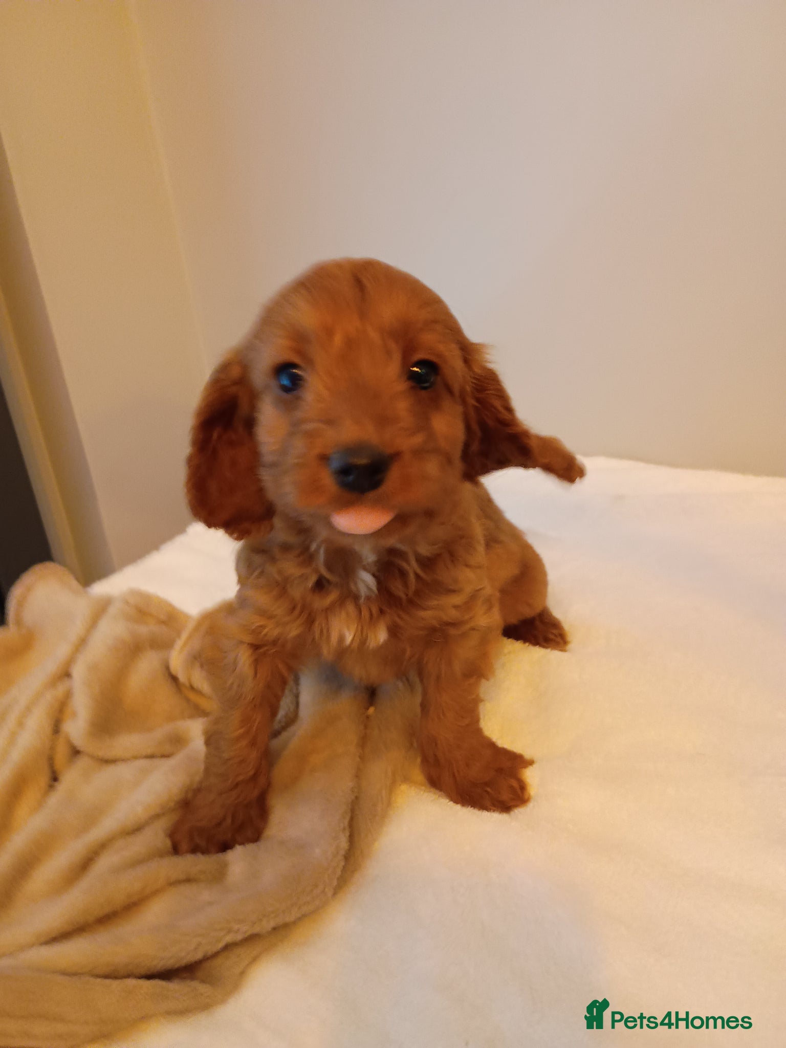 Cockapoo dogs Cockapoo puppies  - Advert 14