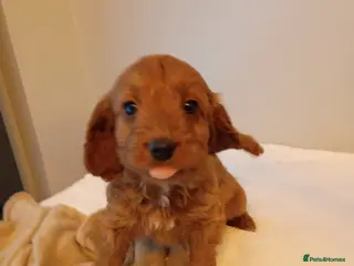 Cockapoo dogs Cockapoo puppies - Advert 14