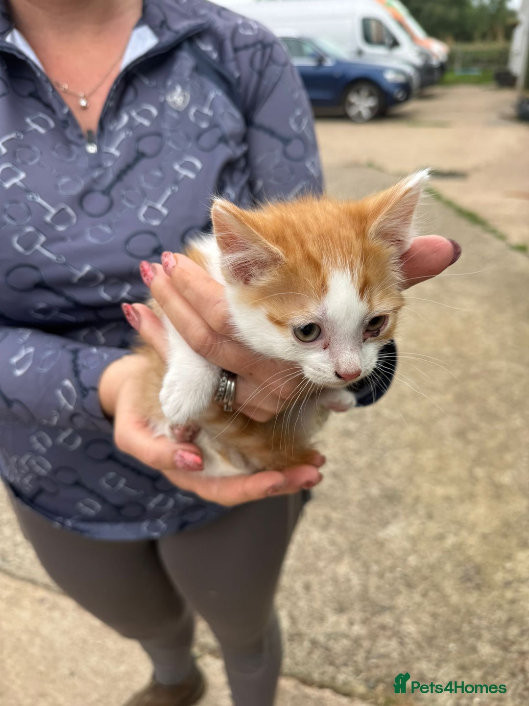 Mixed Breed cats for sale: Beautiful litter of tiny kittens  - Image 2
